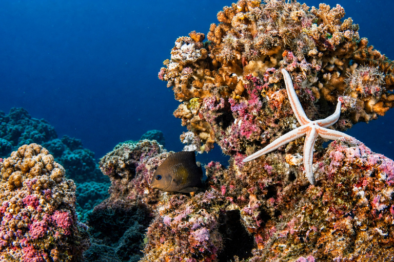 Khao Lak: Similan and Surin Daytrip 2 dives + Hotel Transfer Friday Option — Richelieu Rock