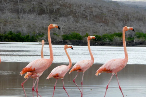 From Santa Cruz: Floreana, Enderby, and Punta Cormorant Tour