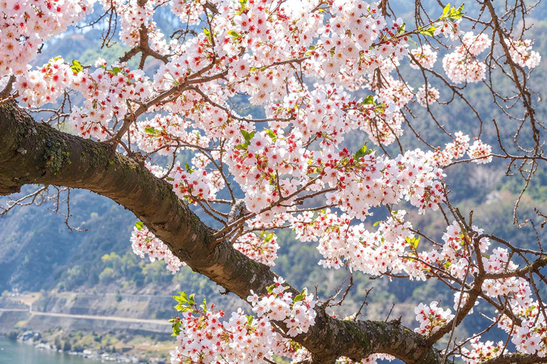 From Seoul: Scenic Lake Day Trip with Cable Car or Cruise Spring : Cable Car + Cherry Blossom Route