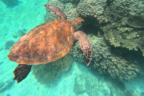 马斯喀特：在达亚马尼亚特群岛与海龟一起浮潜和皮划艇半日团体浮潜和皮划艇之旅，与海龟同行