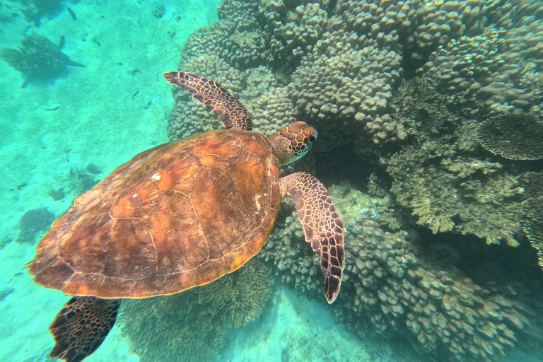 马斯喀特：在达亚马尼亚特群岛与海龟一起浮潜和皮划艇半日团体浮潜和皮划艇之旅，与海龟同行