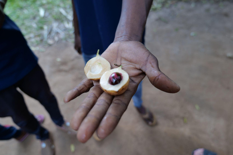 Zanzibar: Stone Town, fattoria delle spezie e tour della foresta di Jozani