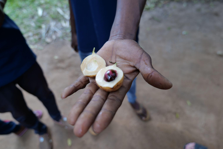 Zanzibar: Stone Town, fattoria delle spezie e tour della foresta di Jozani