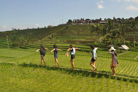 North of Bali: Private Tour with UNESCO World Heritage site Private Tour : Ticket Included