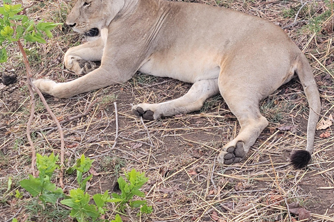 3-days 2-nights Zanzibar to Mikumi Safari wildlife-bye Boat