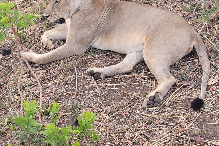 3-days 2-nights Zanzibar to Mikumi Safari wildlife-bye Boat