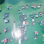 Cai Beo fishing village & Monkey island boat and kayak tour
