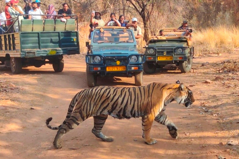 De Jaipur: tour de 2 dias e 1 noite pelo Ranthambore Tiger SafariExcursão com Safári em Ranthambore para 2 pessoas