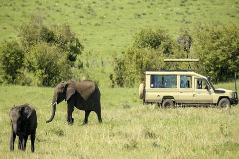 Från Nairobi: 3-dagars safari i Aberdare och Solio Ranch