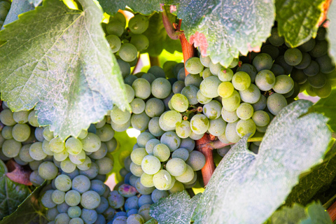 Porto : Vallée du Douro : Une expérience vinicole authentique avec déjeuner