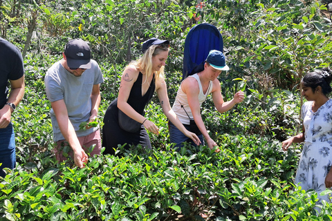 Ella: Organic Tea Plantation Tour with Tea Making & Tasting