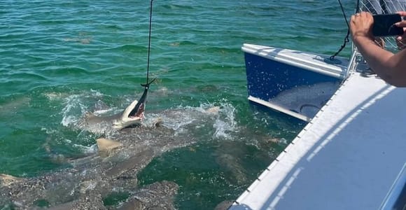 Key West: Shark and Wildlife Viewing Catamaran Tour