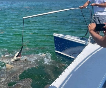 Key West: Shark and Wildlife Viewing Catamaran Tour