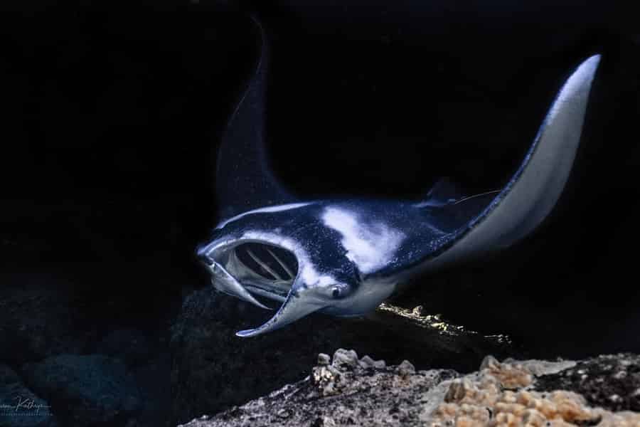 Big Island: Manta Rochen Schnorchel Bootstour. Foto: GetYourGuide Big Island: Manta Rochen Schnorchel Bootstour. Foto: GetYourGuide