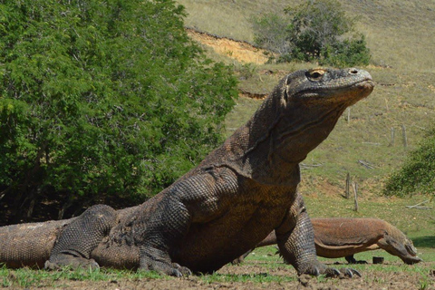 From Labuan Bajo: 3-Day Komodo Islands Boat Tour with Meals