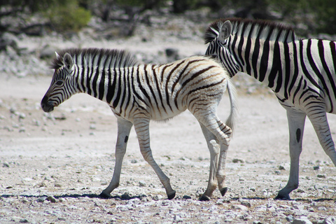 Windhoek: 3-Day Guided Safari in Etosha with Lodge