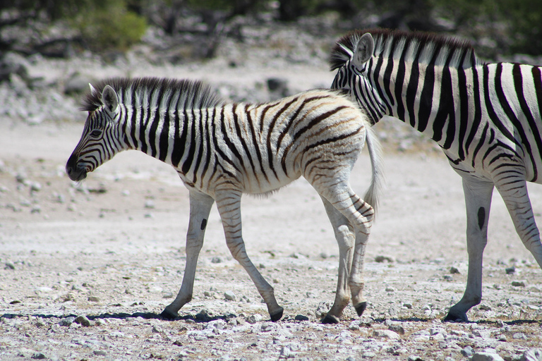 Windhoek: 3-Day Guided Safari in Etosha with Lodge