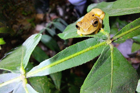 Papagayo : Visite nocturne à pied de la faune et de la flore