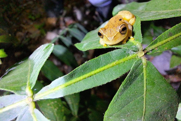 Papagayo: Tour a pie nocturno por la vida salvaje