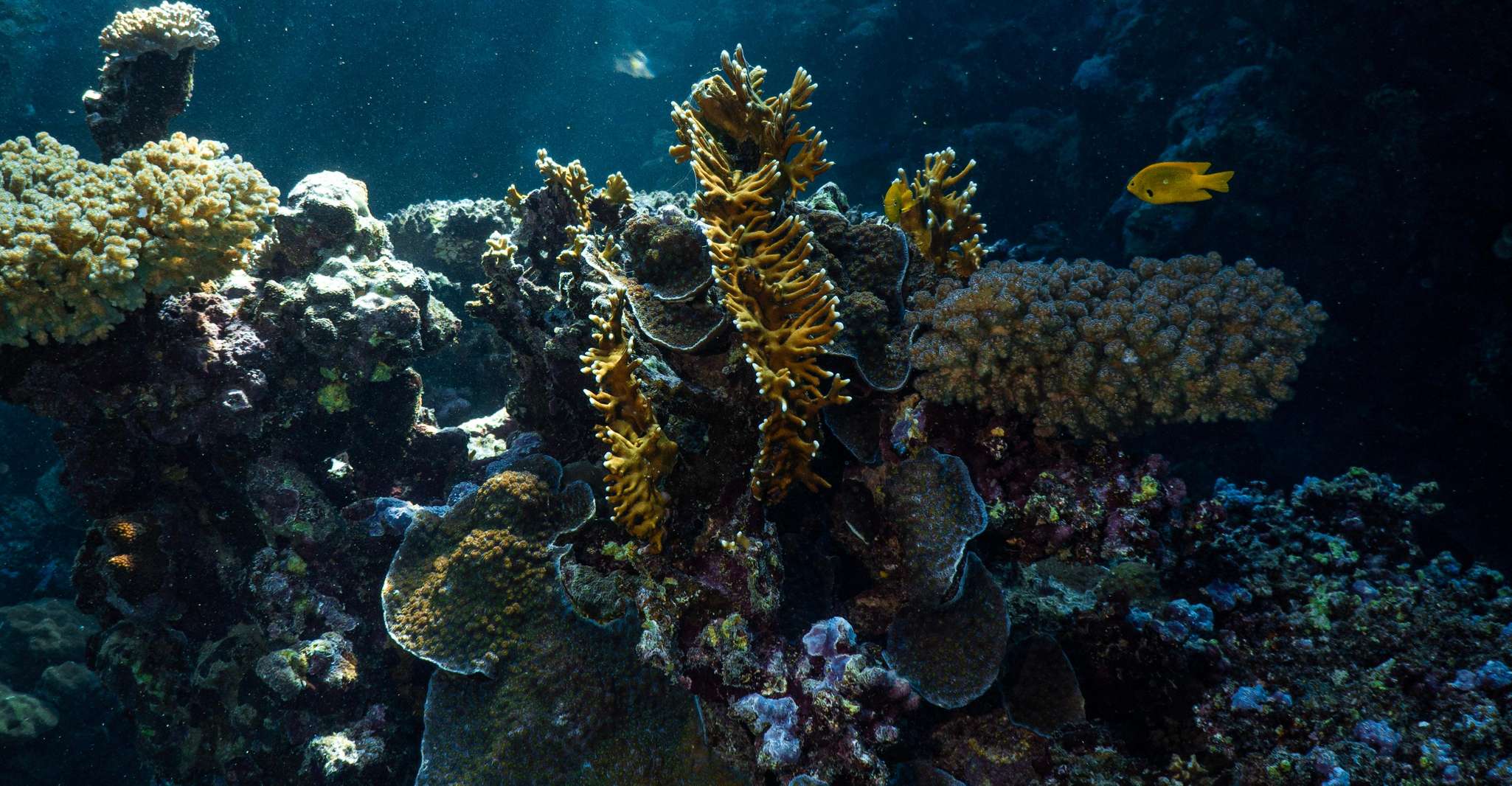 From Jeddah: Boat Trip and Diving for Certified Divers photo 4