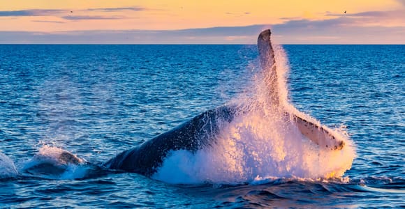 From Reykjavik: Full Day Whale Watching & Golden Circle Tour