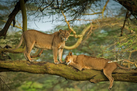 5 dagars privat safari i Masai Mara, Nakurusjön och Naivashasjön