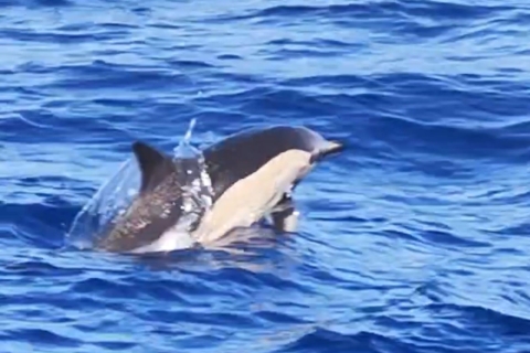 Obserwacja delfinów i wielorybów (3 godziny)