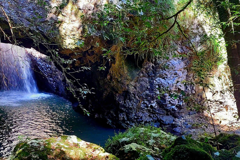 Gold Coast: Springbrook Waterfalls Private Tour