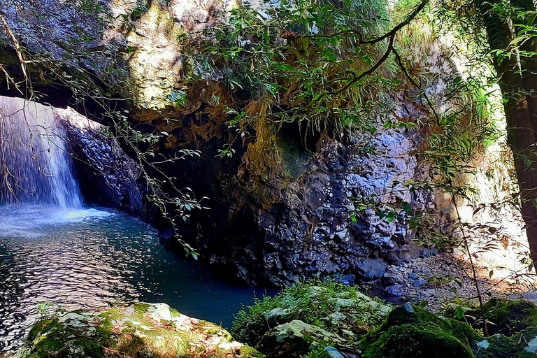 Gold Coast: Springbrook Waterfalls Private Tour