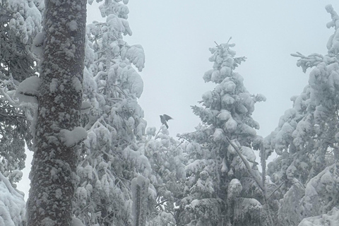 Rovaniemi: Ranua Zoo Guided Tour with Transfers