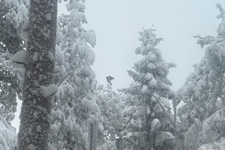 Rovaniemi: Ranua Zoo Guided Tour with Transfers