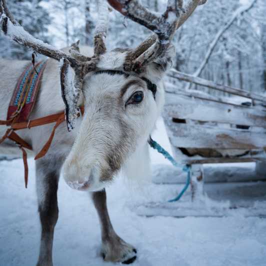 Levi: Reindeer Sleigh Ride and Husky Sled Ride Combo Tour