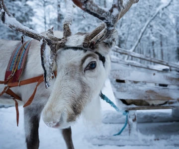 Levi Polar Lights Tours: Reindeer and Husky Taster