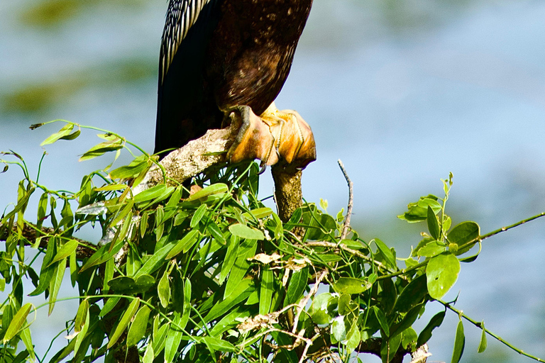 Talangama Wetlands Birdwatching & Local Village Experience