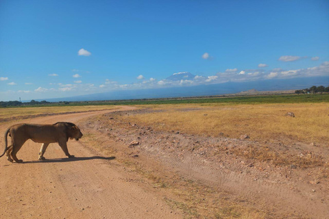 OVER NIGHT AMBOSELI PARK FROM NAIROBI BUDGET SAFARI.