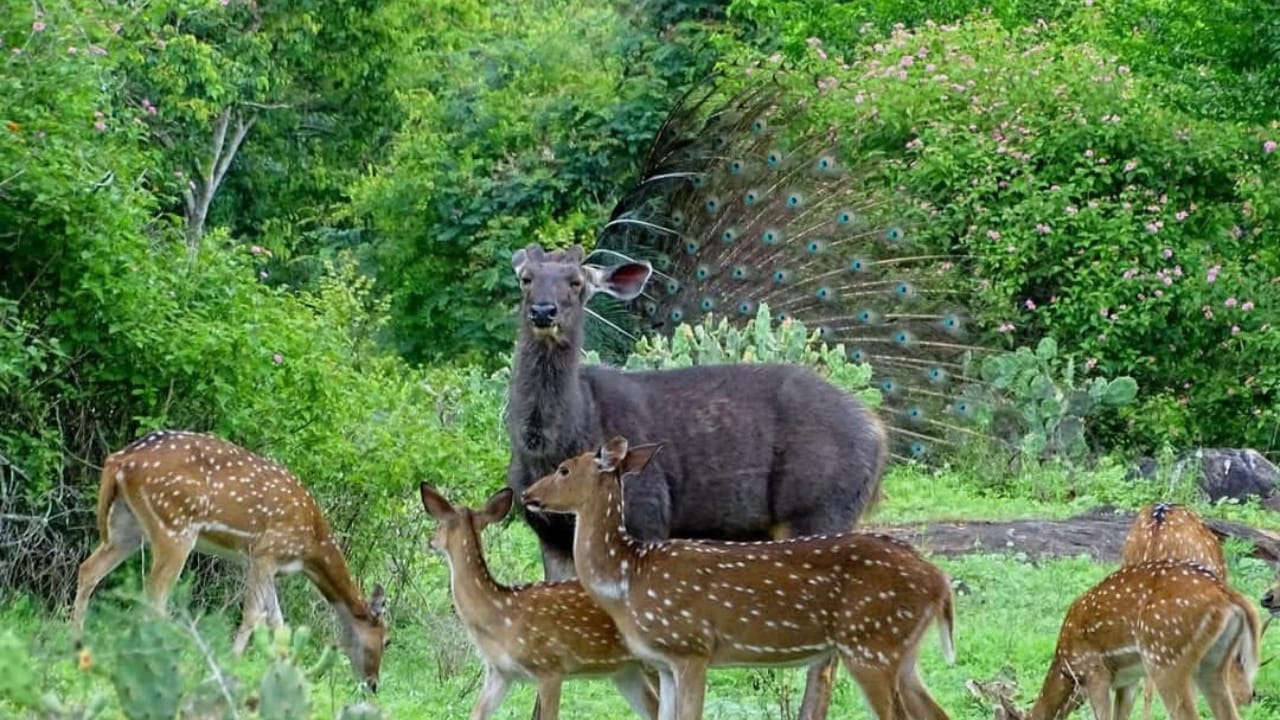 Muthumalai–Bandipur: 3-tägige Wildtier-Trekking- & Safari-Tour
