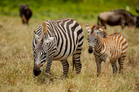 Arusha: Tarangire Day Trip – Elephants & Wildlife Safari
