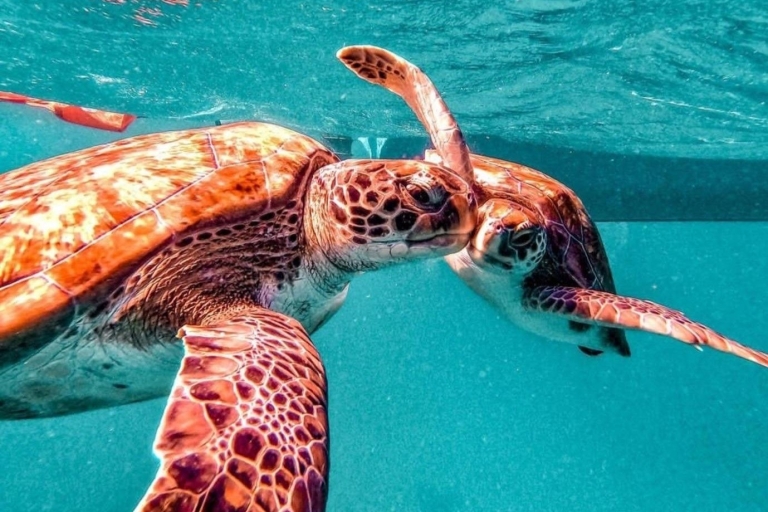 Nurkuj i pływaj z żółwiami morskimiNiesamowite wrażenia z żółwiami morskimi