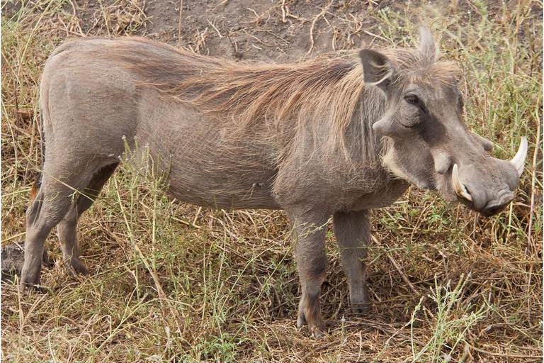 Zanzibar: safari di 2 giorni nel parco nazionale di Mikumi con traghetto