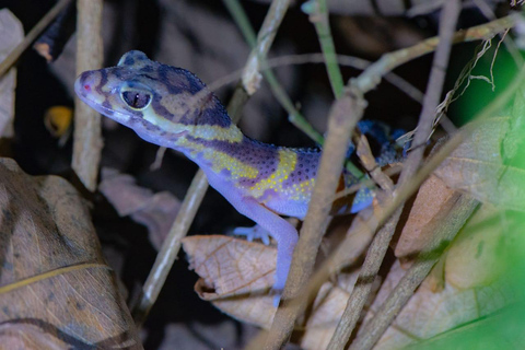 Papagayo: Excursão a pé noturna pela vida selvagem