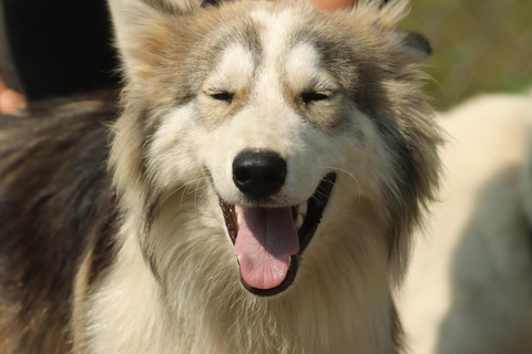 Lévis: Husky Snactuary Visit with Hot or Cold Drink