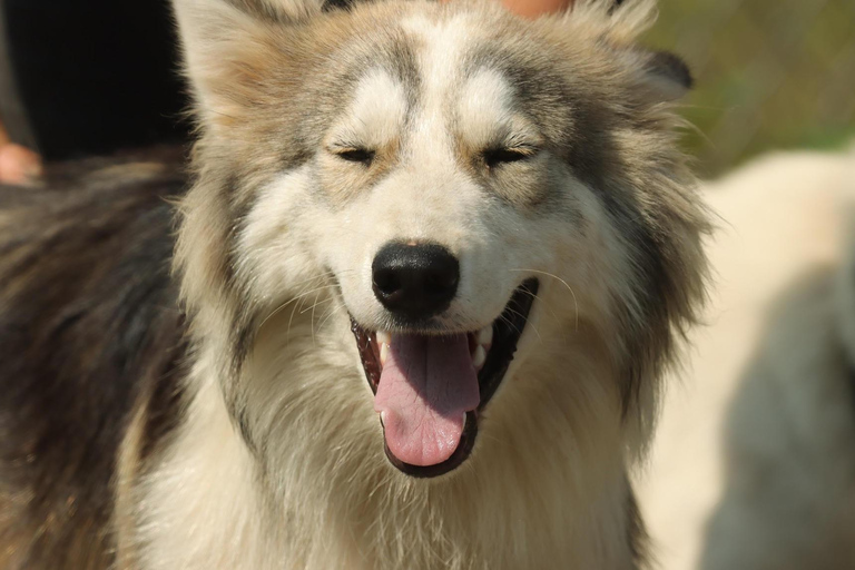 Lévis: Husky Snactuary Visit with Hot or Cold Drink