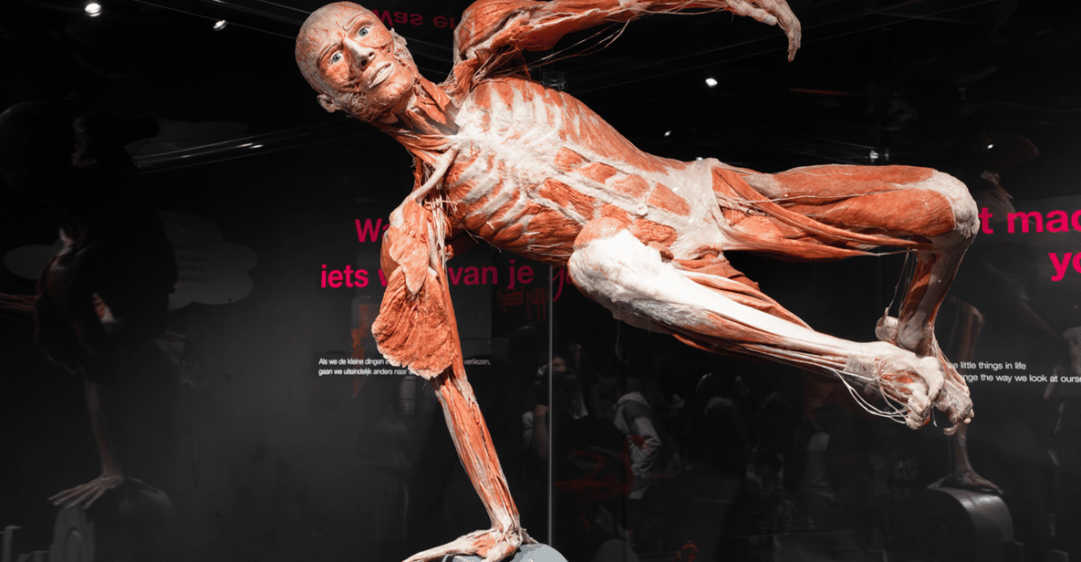 Afbeelding 5 van Body Worlds Amsterdam: The Happiness Project Ticket