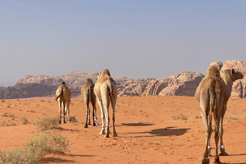 WADI RUM:FULL-DAY DESERT TOUR WITH LOCAL GUIDE, SUNSET & TEA