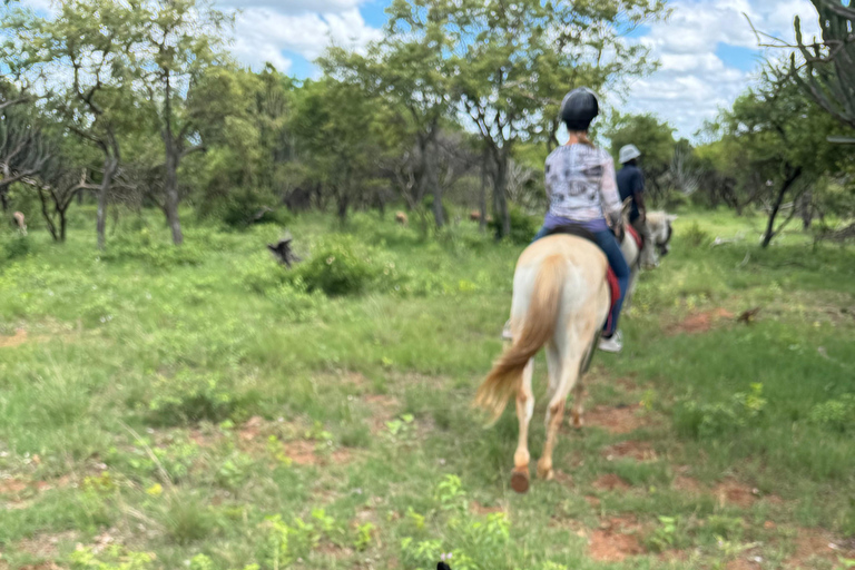 Au départ de Johannesburg : Safari à cheval