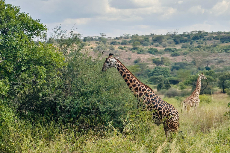 De Nairobi: Viagem de 1 dia ao Parque Nacional do Lago Nakuru