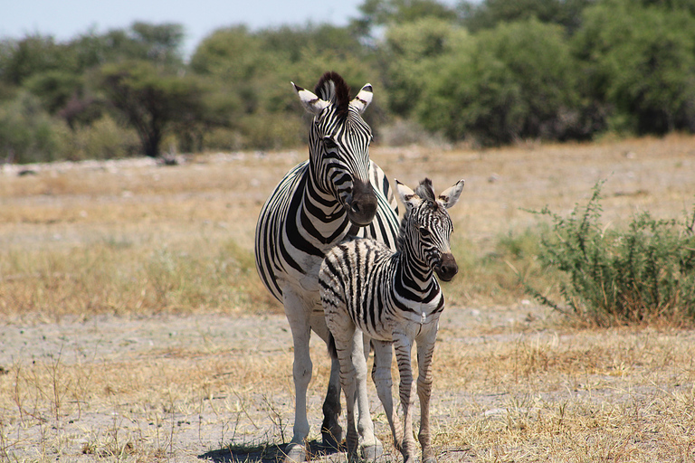 Windhoek: 3-Day Guided Safari in Etosha with Lodge