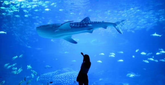 Lisbon: Oceanarium Admission Ticket + Tagus River Cruise