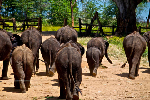 Sri Lanka Bergzug, Wasser-Rafting, Dschungel-Safari