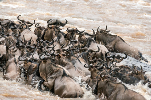 Wildlife Wonders: A 3-Day Safari to and from Arusha.